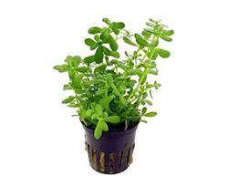 Bacopa Monnieri