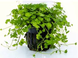Hydrocotyle Tripartita