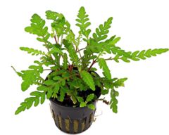 Hygrophila PinnaTifida