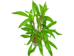 Hygrophila corymbosa (Thailand)