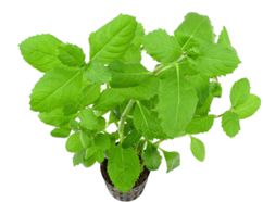 Hygrophila difformis