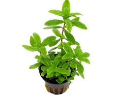 Hygrophila polysperma
