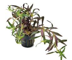Limnophila Aromatica