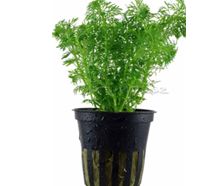 Limnophila Sessiliflora