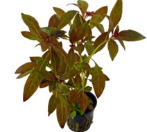 Luduwigia Glandulosa