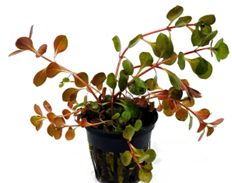 Ludwigia Repens