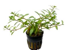 Ludwigia Arcuta
