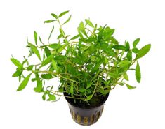 Proserpinaca Palustris (Mermaid weed)