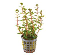 Rotala blood red
