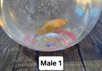 Betta Male