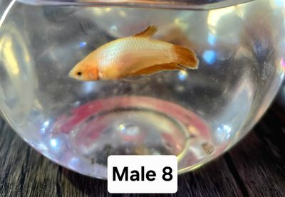 Male