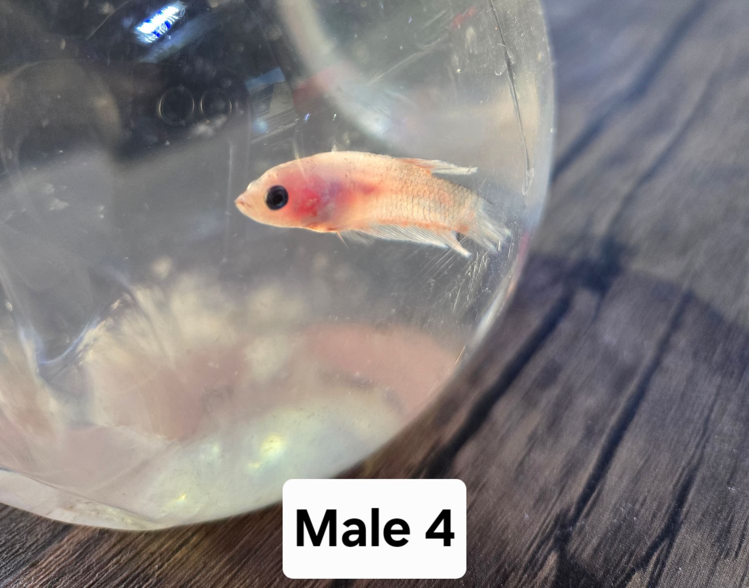 Betta Male