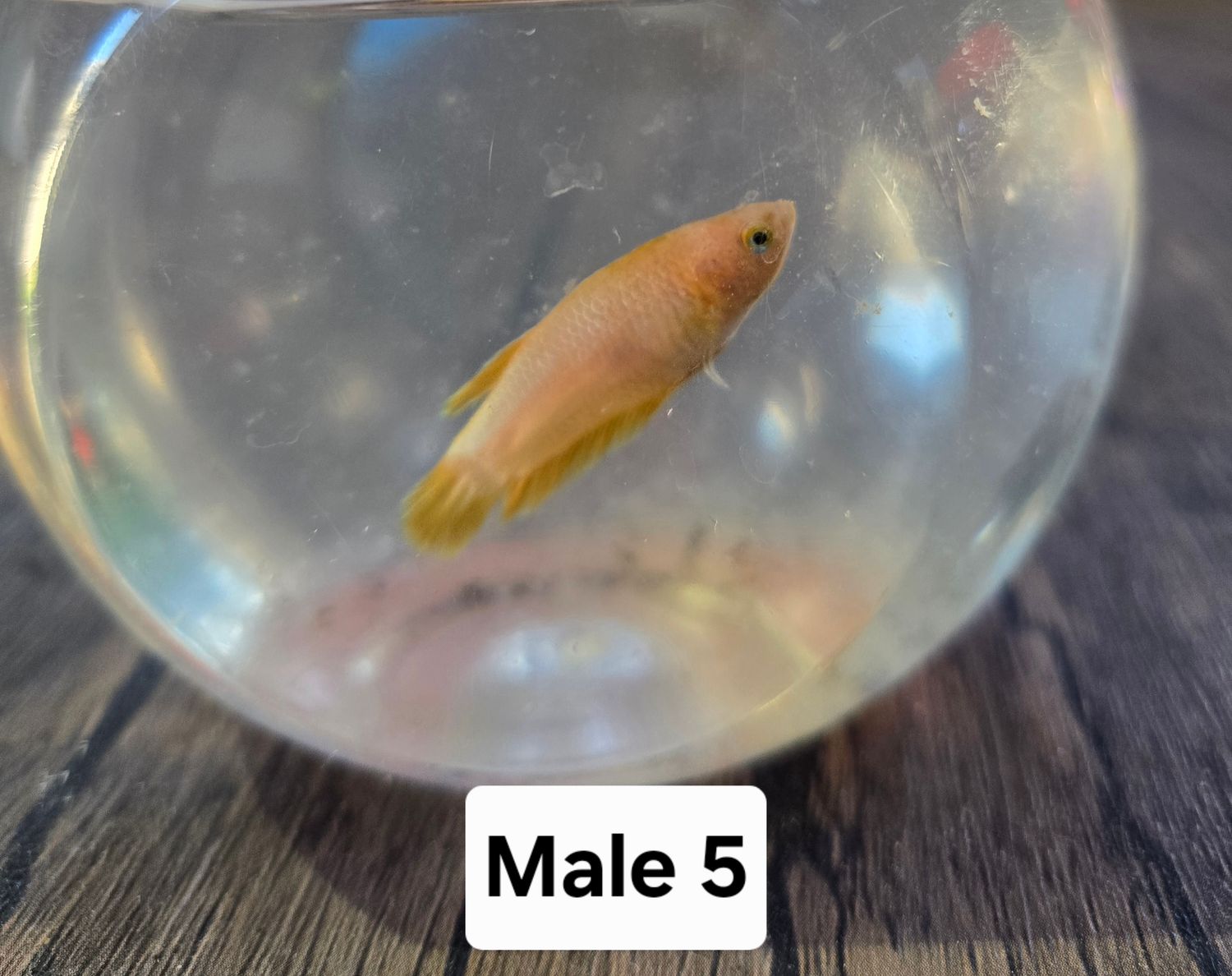 Betta Male