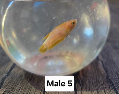 Betta Male