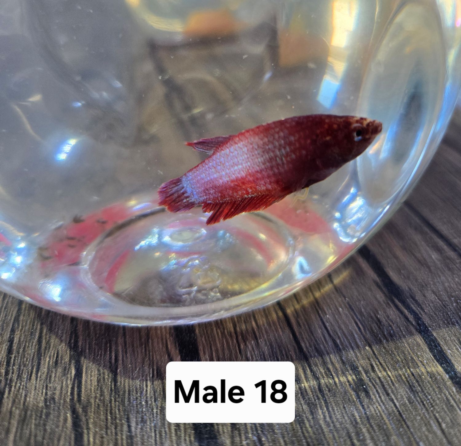 Betta Male
