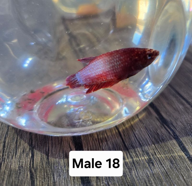Betta Male