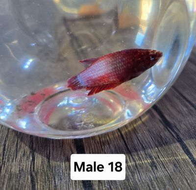 Betta Male