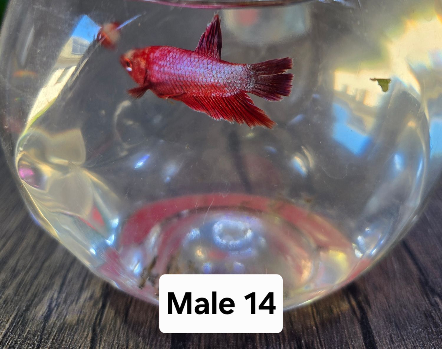Betta Male