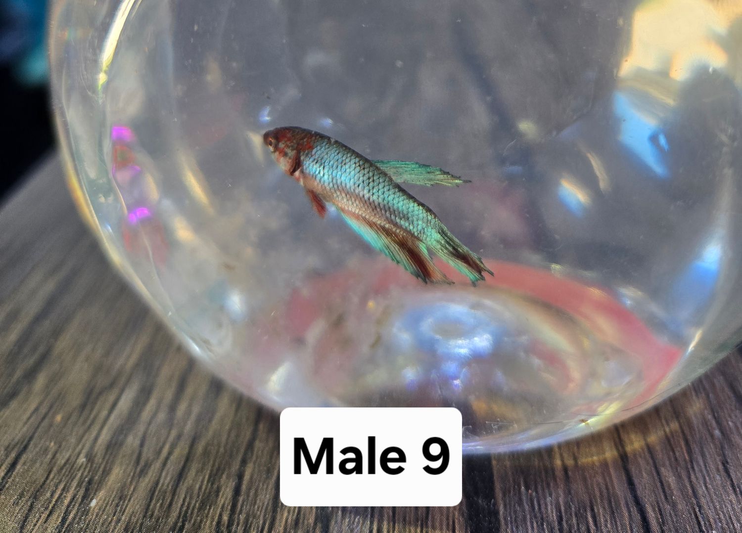 Betta Male
