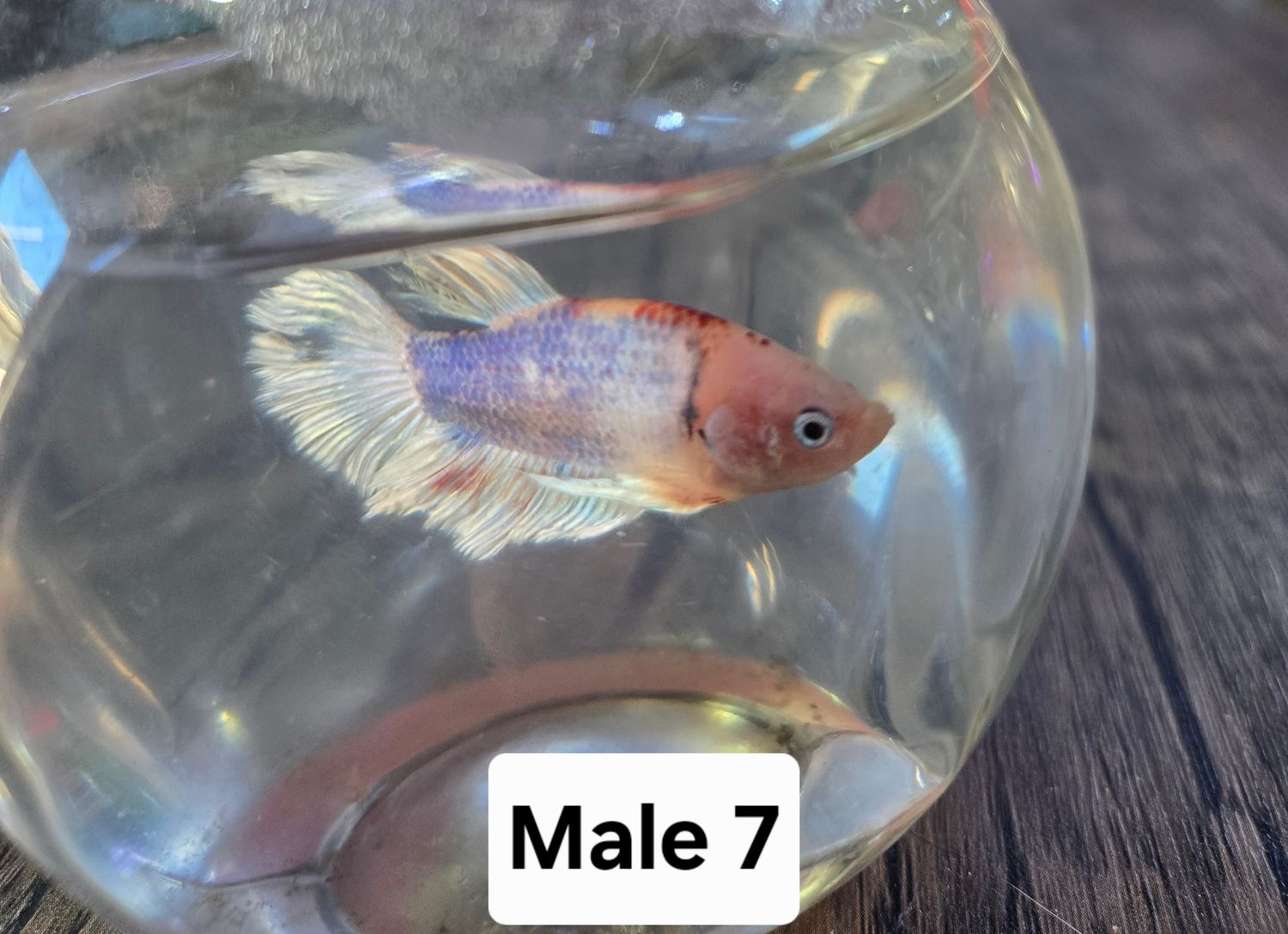 Betta Male