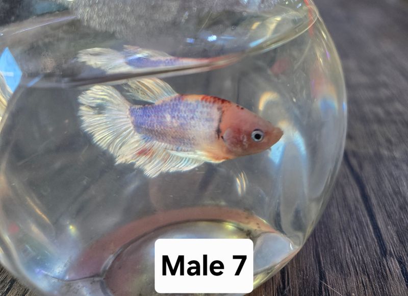 Betta Male