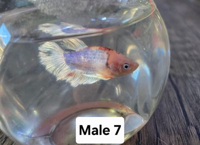 Betta Male