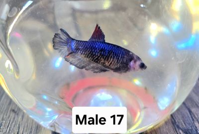 Betta Male
