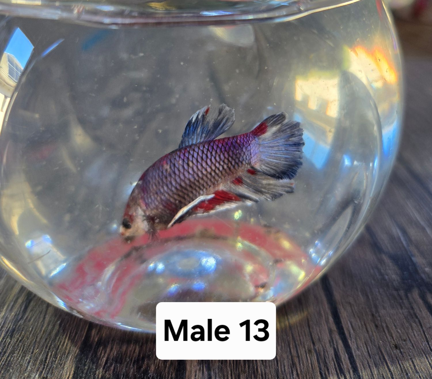Betta Male
