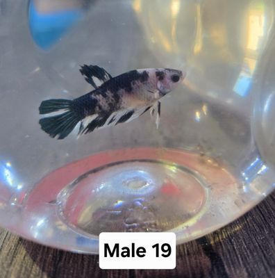 Betta Male