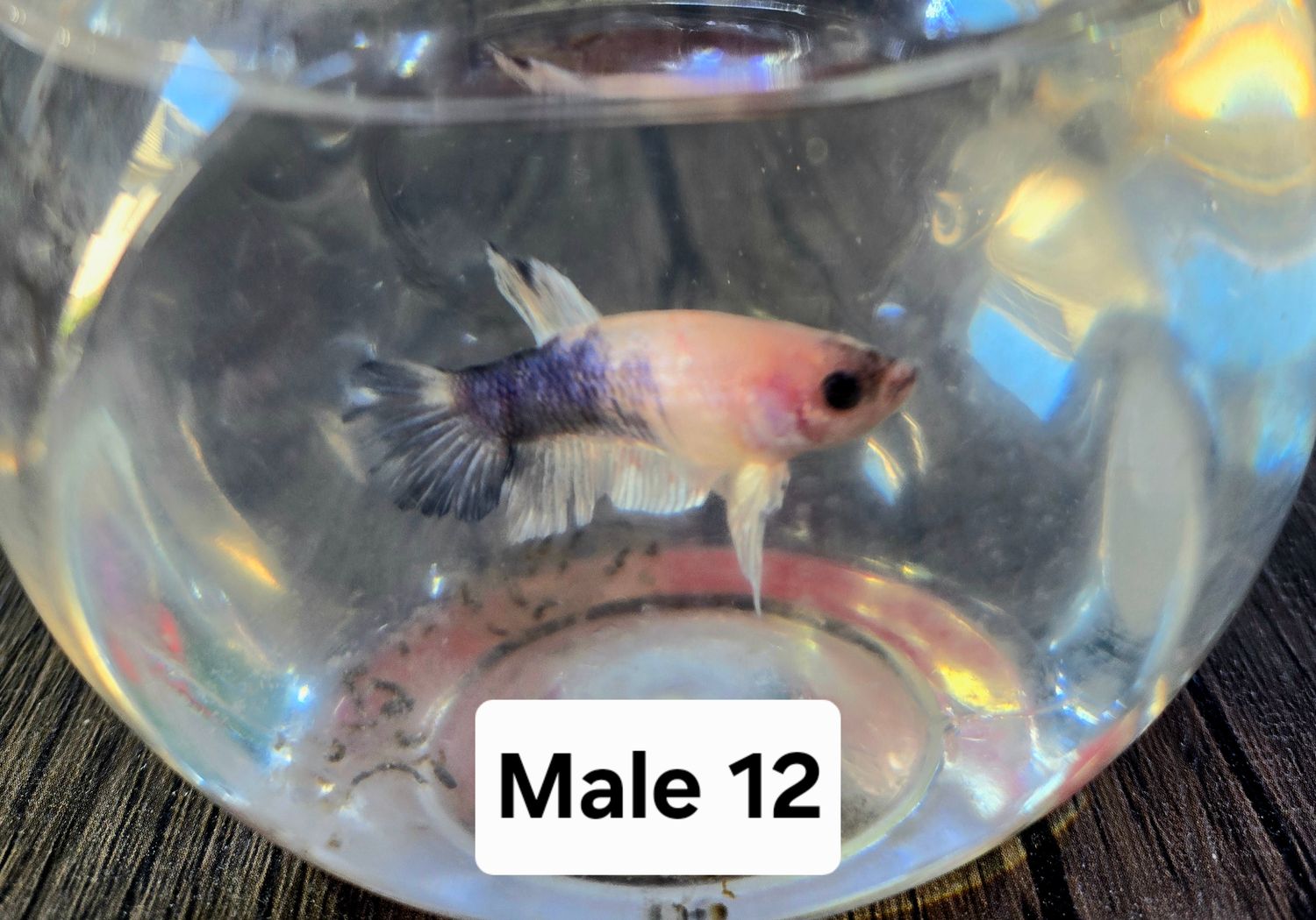Betta Male