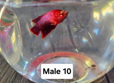 Betta Male