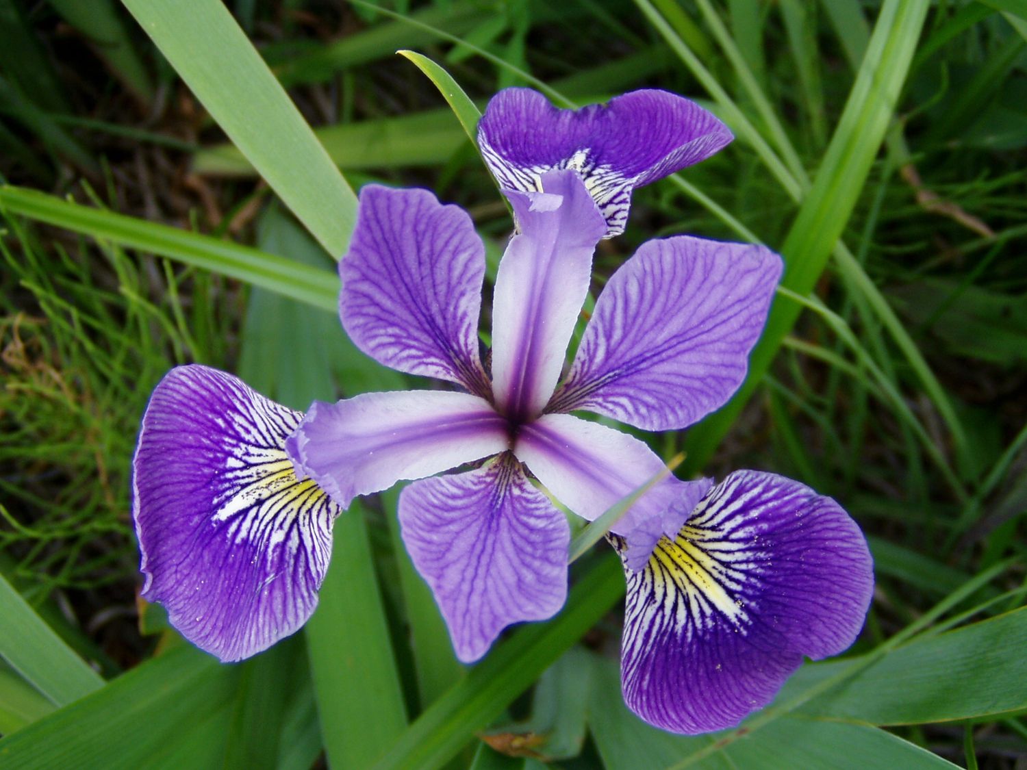 Iris versicolore