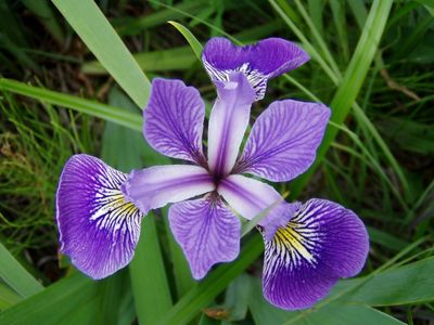 Iris versicolore