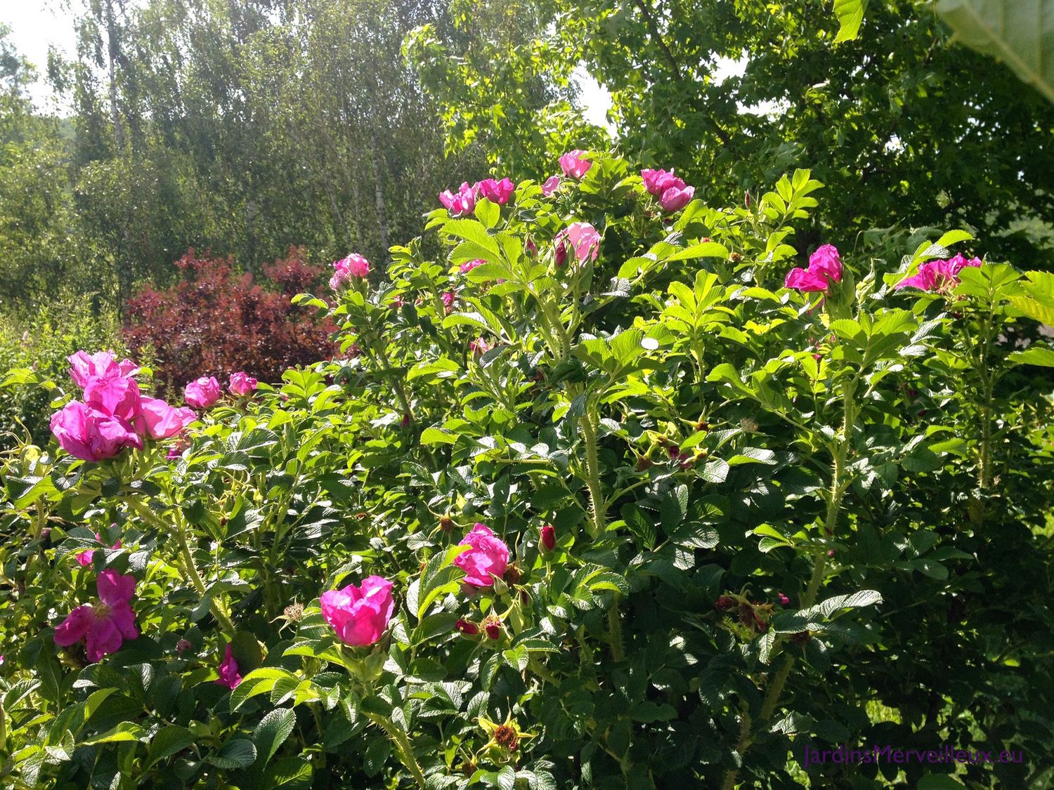 Rosier palustre