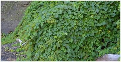 Vigne des rivages