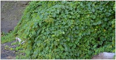 Vigne des rivages