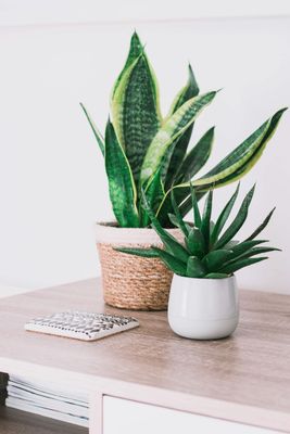 Plants