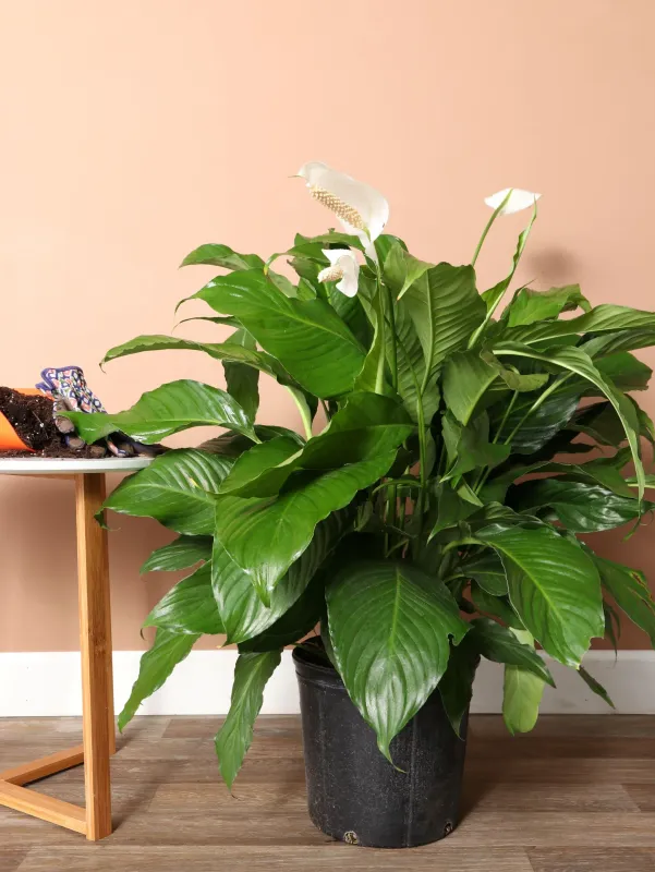 XL Peace Lily