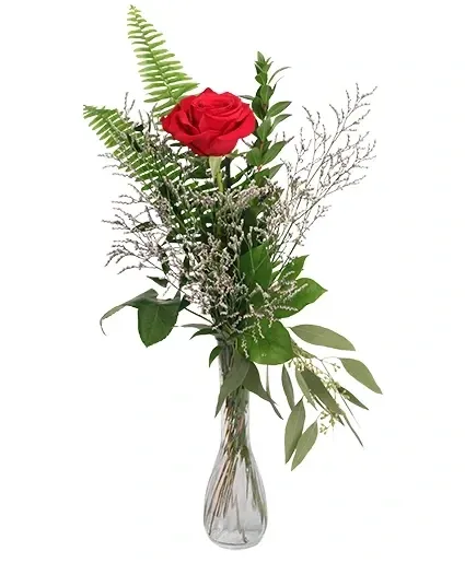 Single Rose