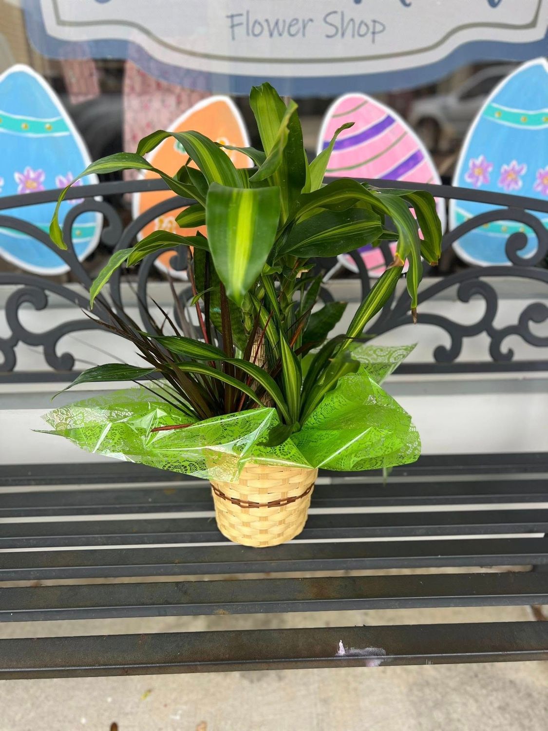 Small Combo Plant