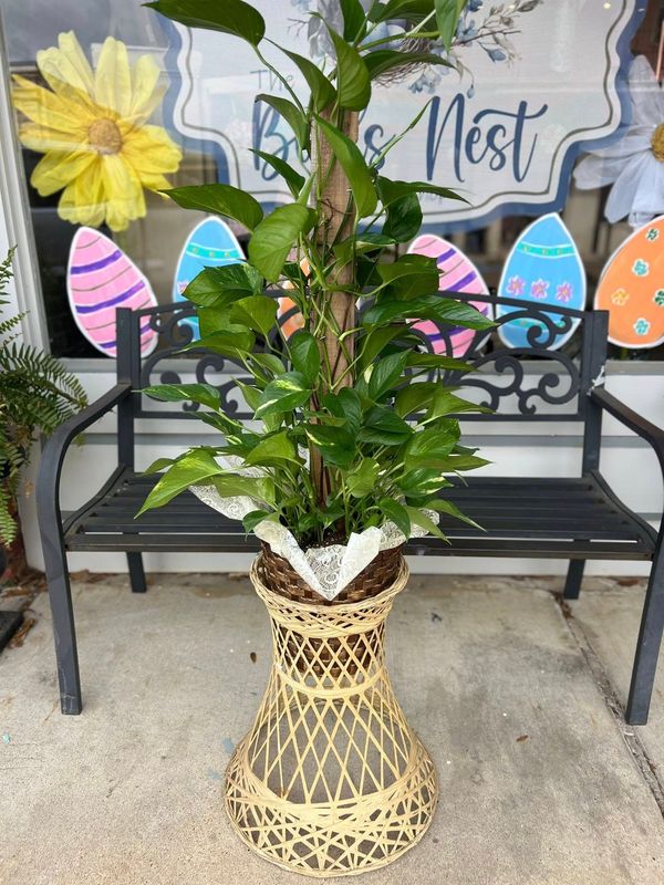 Pothos Pole Ivy