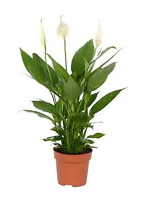 6 Inch Peace Lily