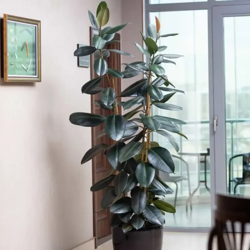 XL Rubber Tree
