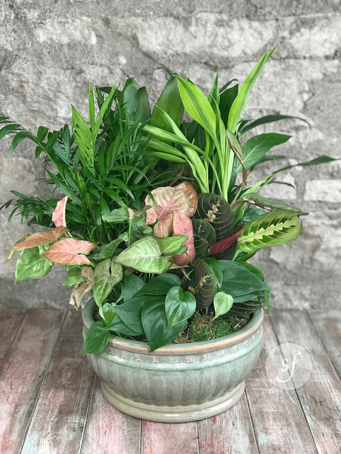 10 inch Dish Garden