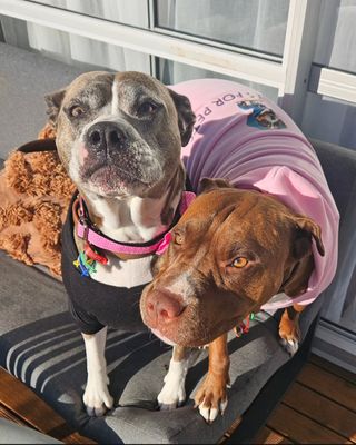Pink SFP hoodie