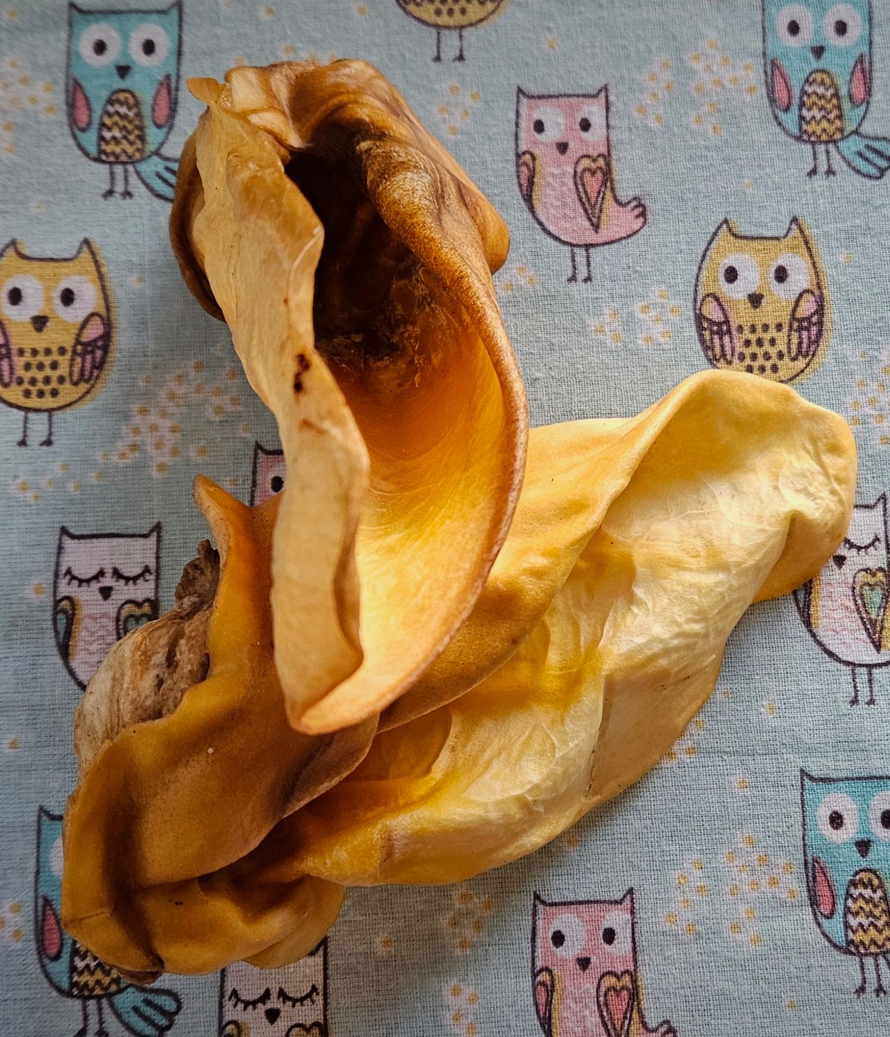 NZ Beef ears