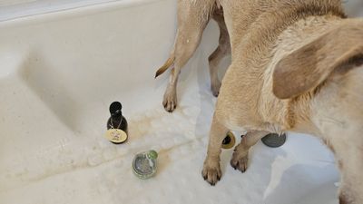 Natural dog shampoo 250ml