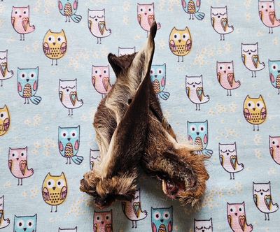 Venison ears with fur