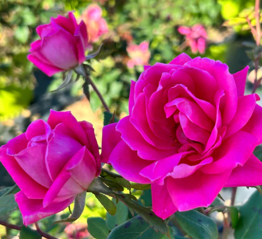 Double Pink Knock Out Rose