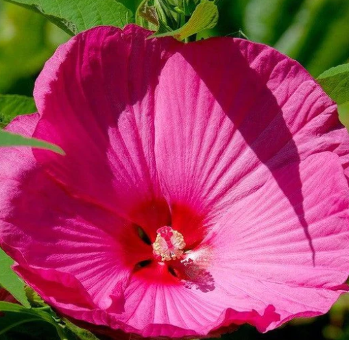 Luna Rose Hibiscus